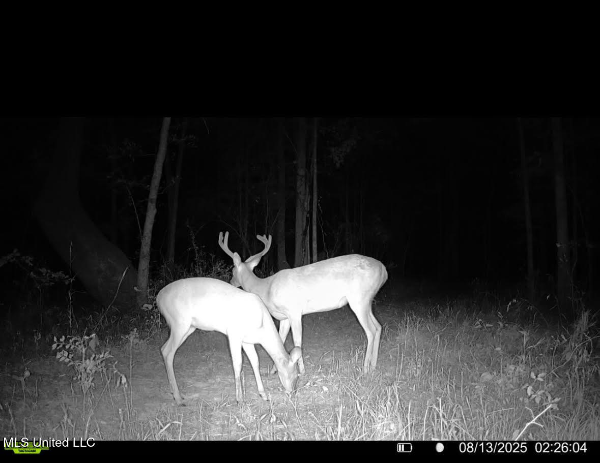 2 Champion Hill Road Bolton, MS 39041 - Photo 40 of 52 100