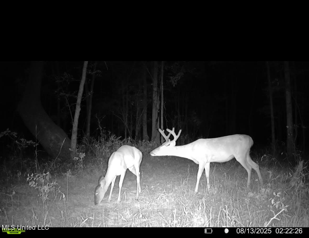 2 Champion Hill Road Bolton, MS 39041 - Photo 41 of 52 101