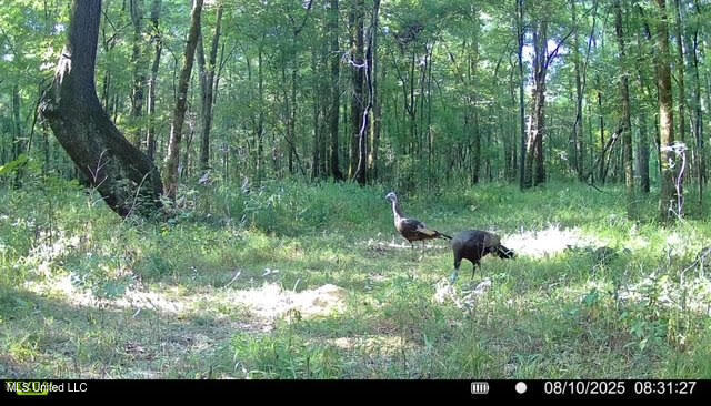 2 Champion Hill Road Bolton, MS 39041 - Photo 44 of 52 104