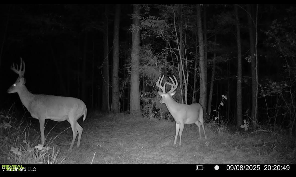 2 Champion Hill Road Bolton, MS 39041 - Photo 50 of 52 203
