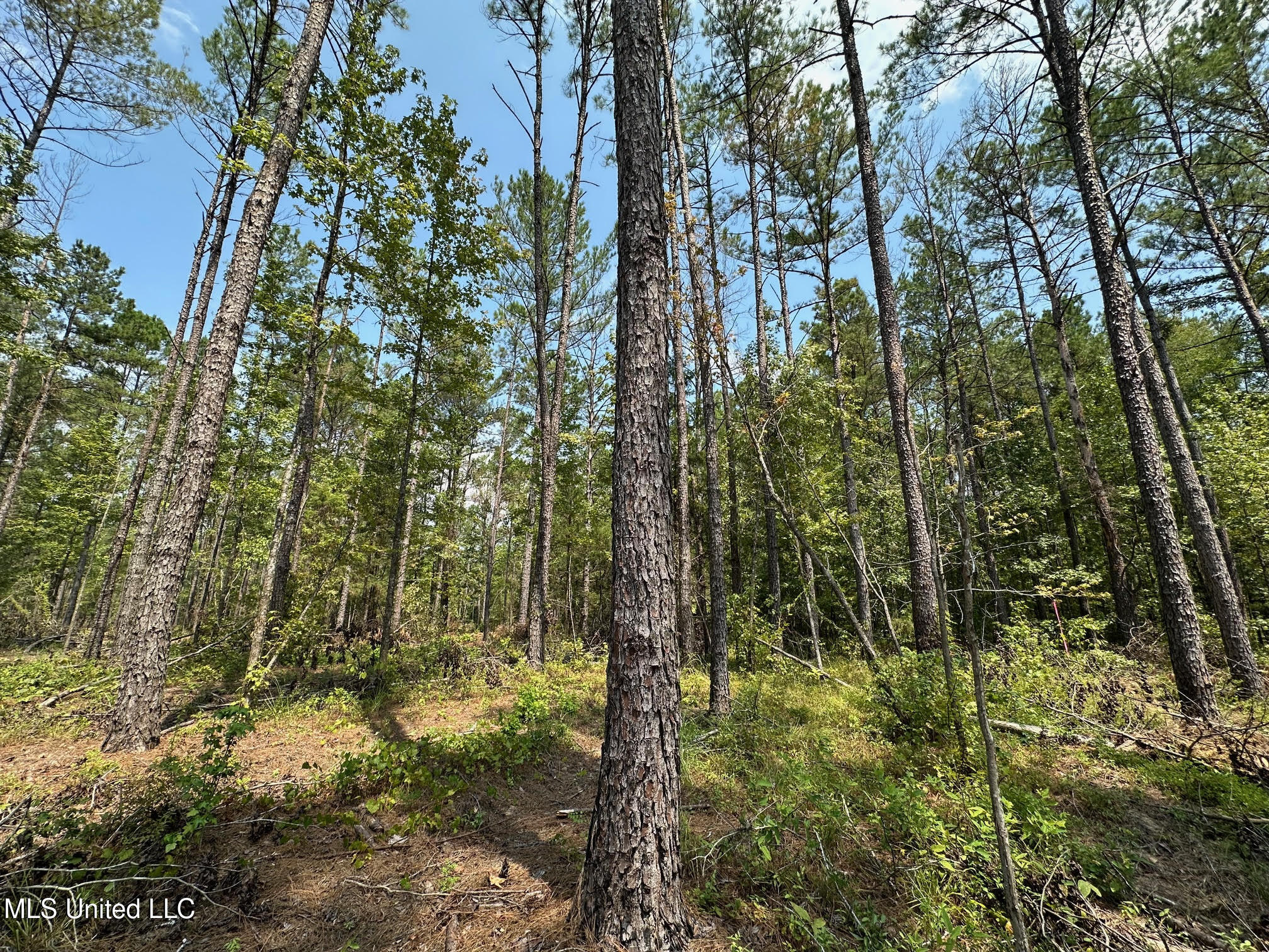 2 Champion Hill Road Bolton, MS 39041 - Photo 5 of 52 32