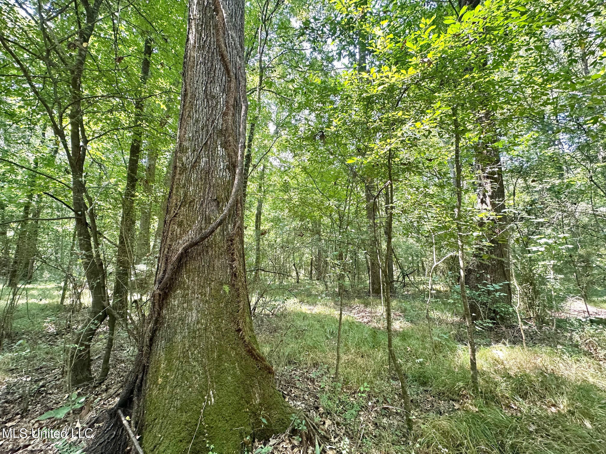 2 Champion Hill Road Bolton, MS 39041 - Photo 9 of 52 36