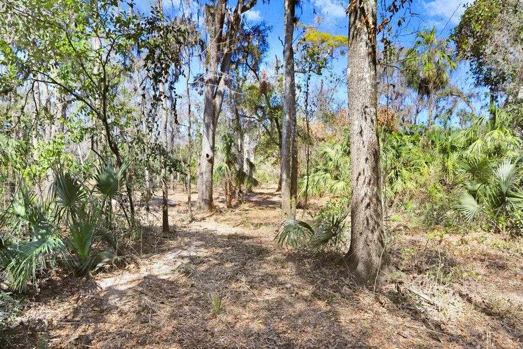 4868 Rambling River Road Brandon, FL 33511 - Photo 43 of 45 a view of a yard with plants and trees
