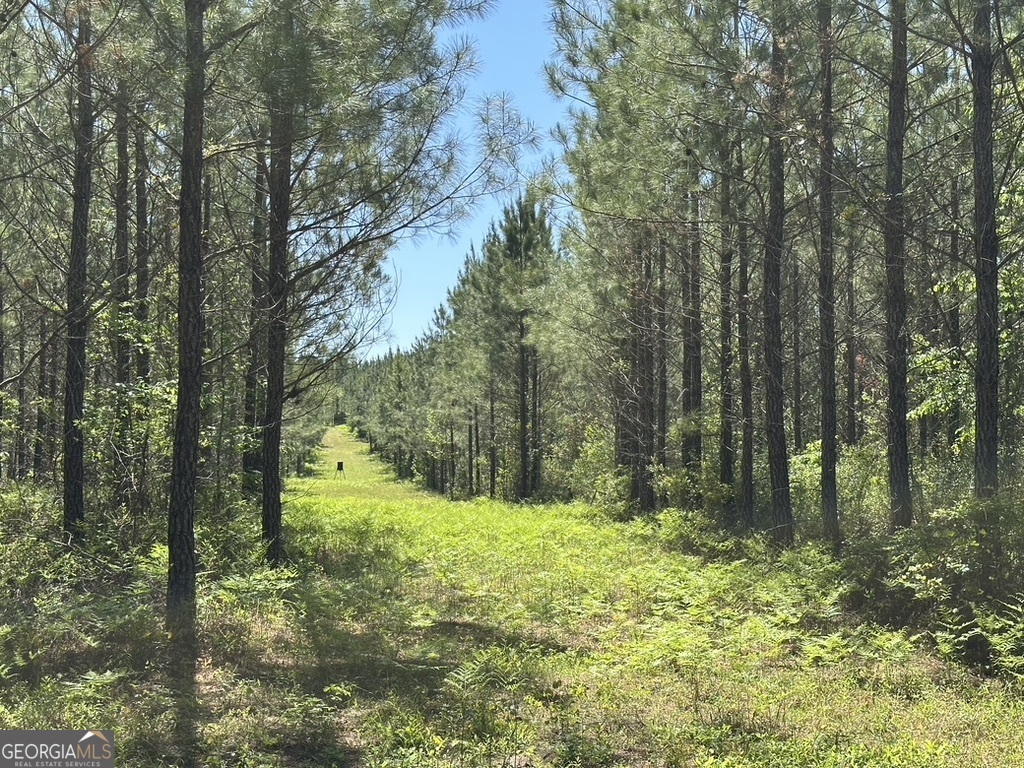 0 Jim Pruett Road Eastman, GA 31023 - Photo 11 of 78 a large tree with lots of green space and house in the back