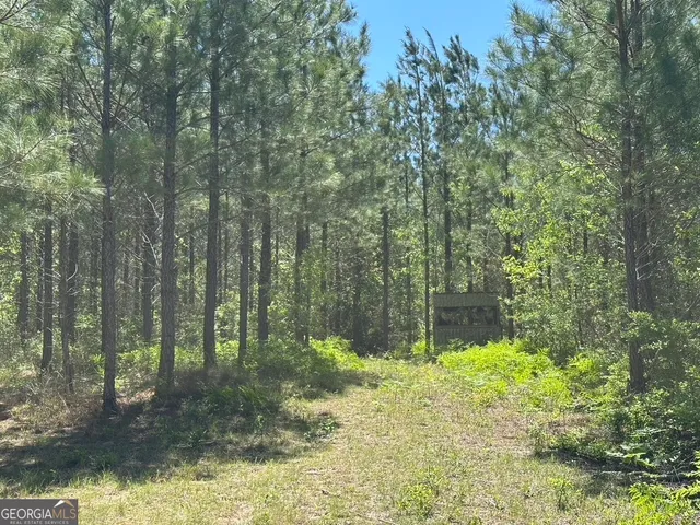 a view of a forest with trees in the background