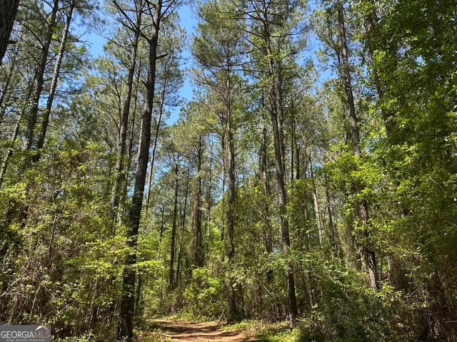 a view of a yard with plants and a bench