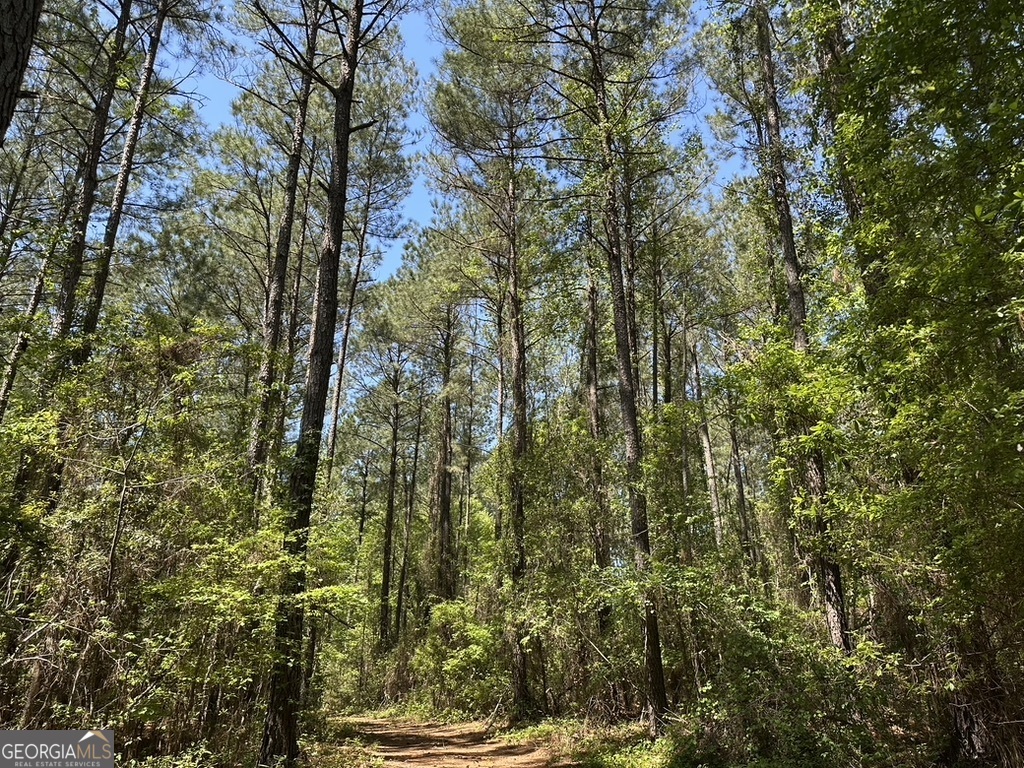0 Jim Pruett Road Eastman, GA 31023 - Photo 20 of 78 a view of forest