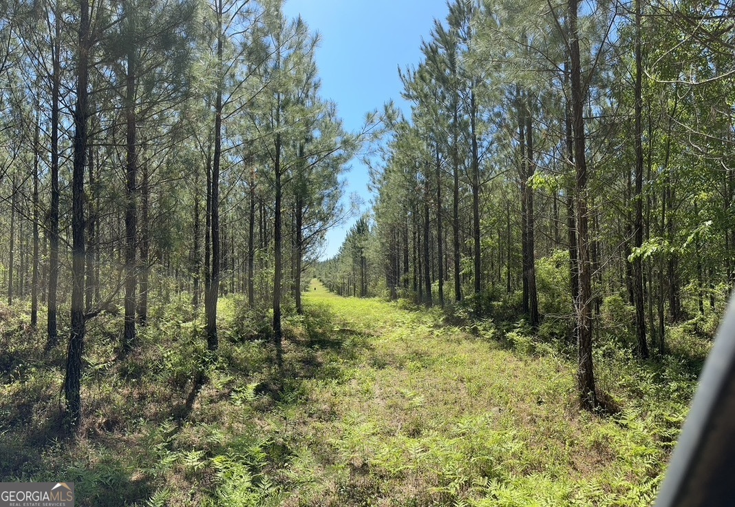 0 Jim Pruett Road Eastman, GA 31023 - Photo 2 of 78 a view of outdoor space and trees