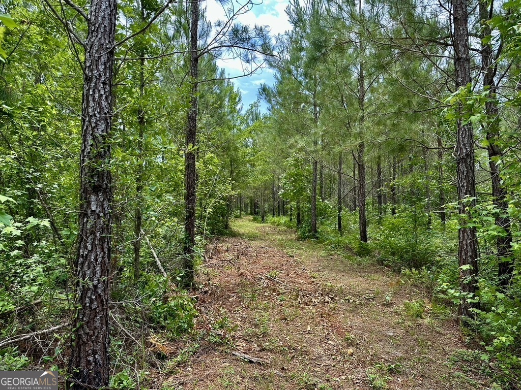 0 Jim Pruett Road Eastman, GA 31023 - Photo 27 of 78 a view of a yard with lots of trees