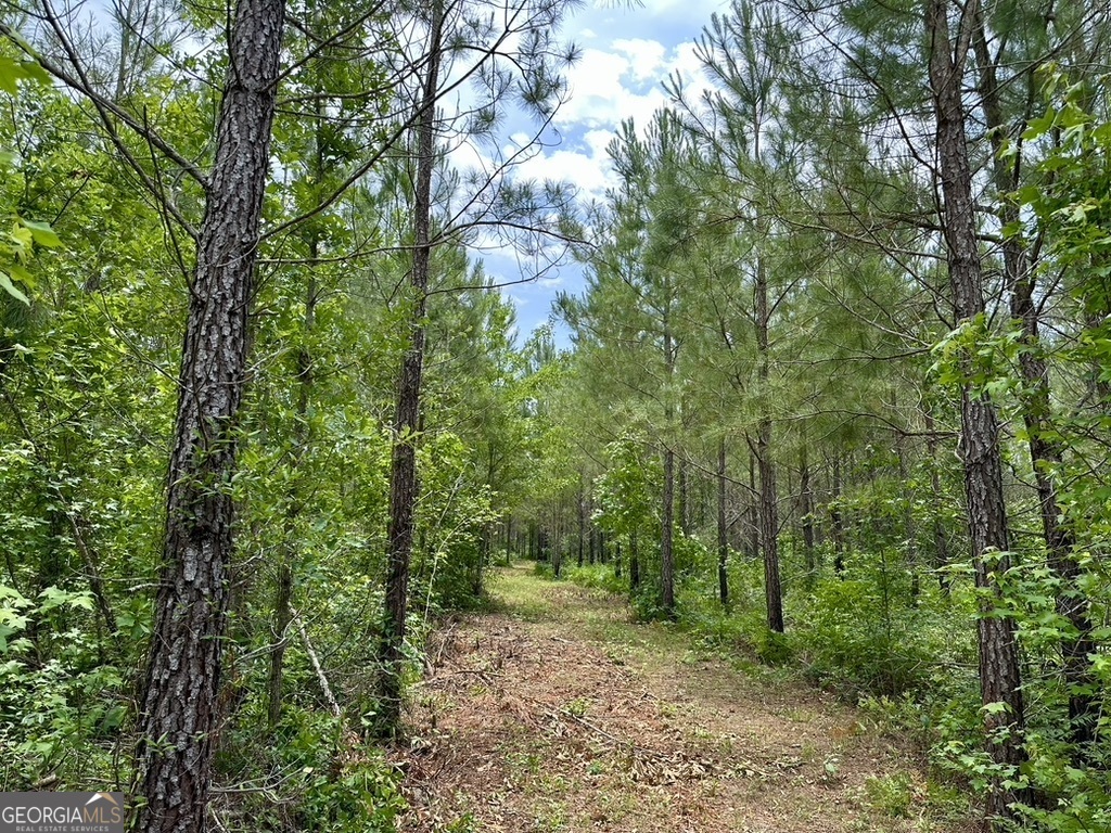 0 Jim Pruett Road Eastman, GA 31023 - Photo 28 of 78 a view of a forest with trees in the background