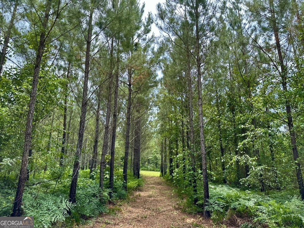 0 Jim Pruett Road Eastman, GA 31023 - Photo 30 of 78 a picture of trees