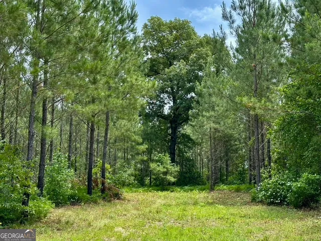 a close up of a plant in a garden