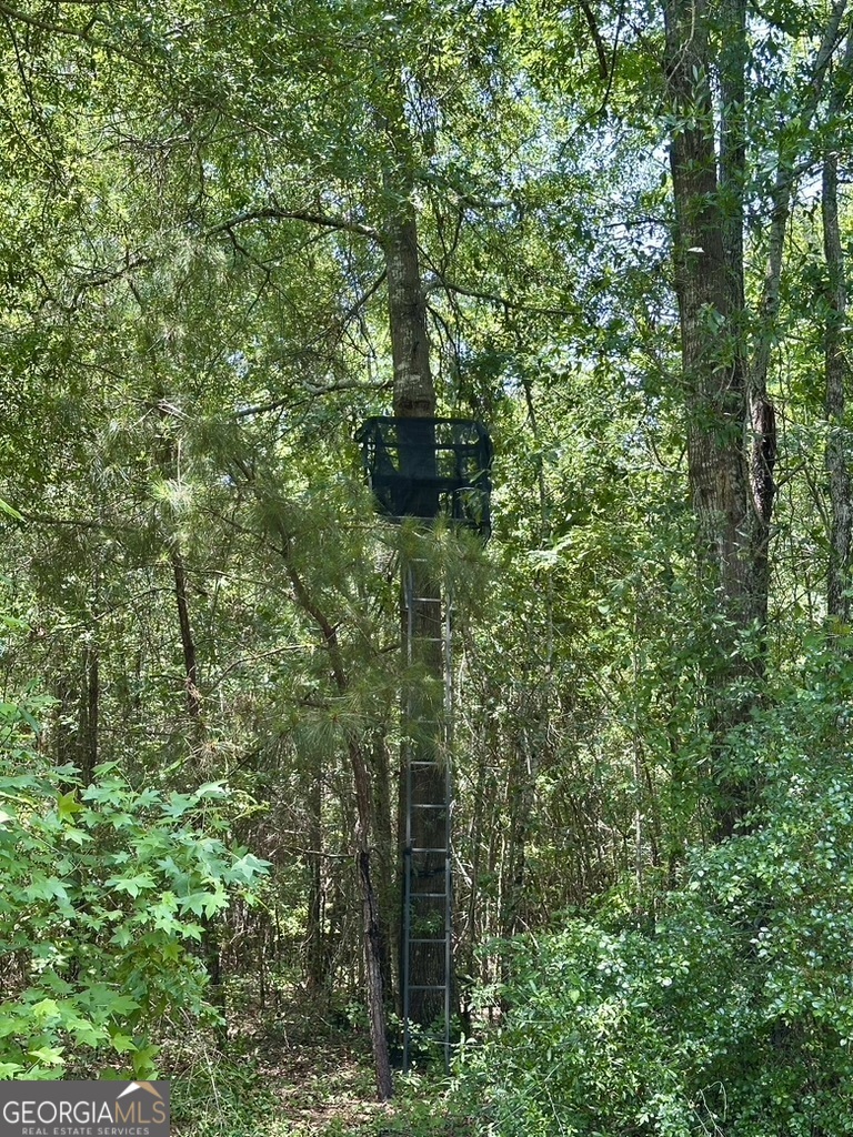 0 Jim Pruett Road Eastman, GA 31023 - Photo 54 of 78 a close up of a plant in a garden