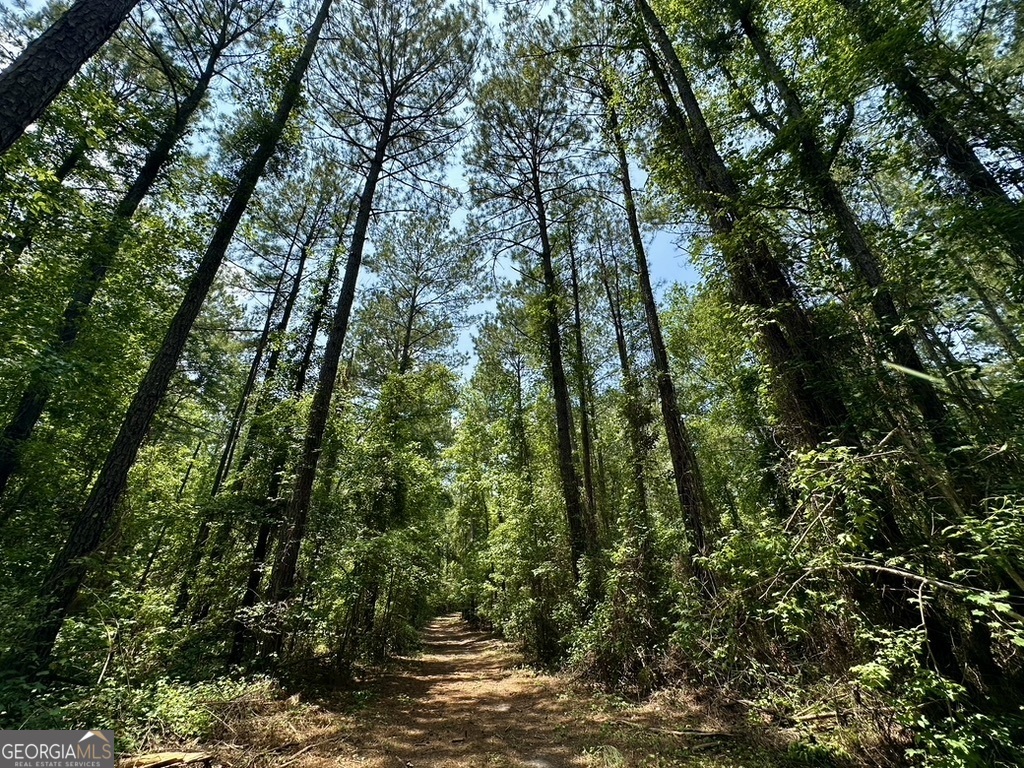 0 Jim Pruett Road Eastman, GA 31023 - Photo 59 of 78 a view of forest