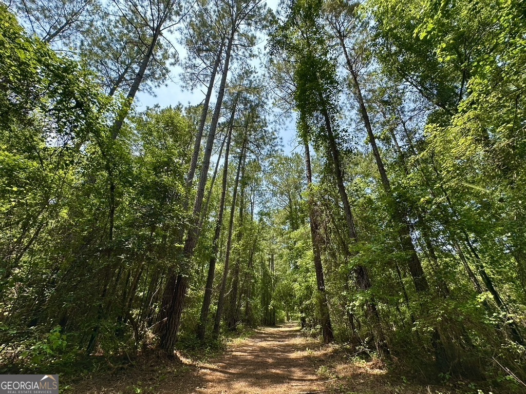 0 Jim Pruett Road Eastman, GA 31023 - Photo 62 of 78 a view of a forest with trees