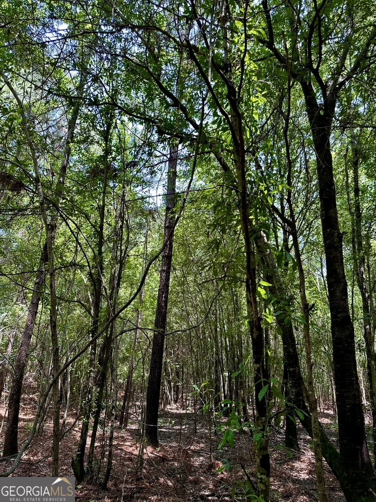 0 Jim Pruett Road Eastman, GA 31023 - Photo 67 of 78 a view of forest