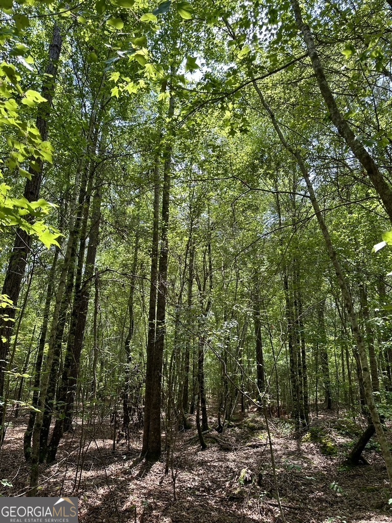 0 Jim Pruett Road Eastman, GA 31023 - Photo 73 of 78 a view of forest