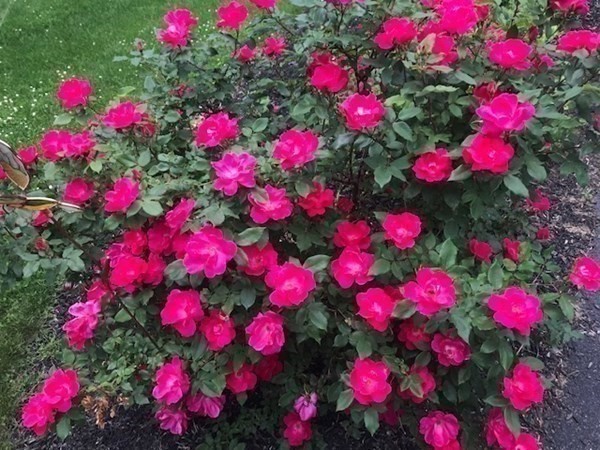 332 Lower Hampden Road Monson, MA 01057 - Photo 27 of 30 a view of a flower flowers