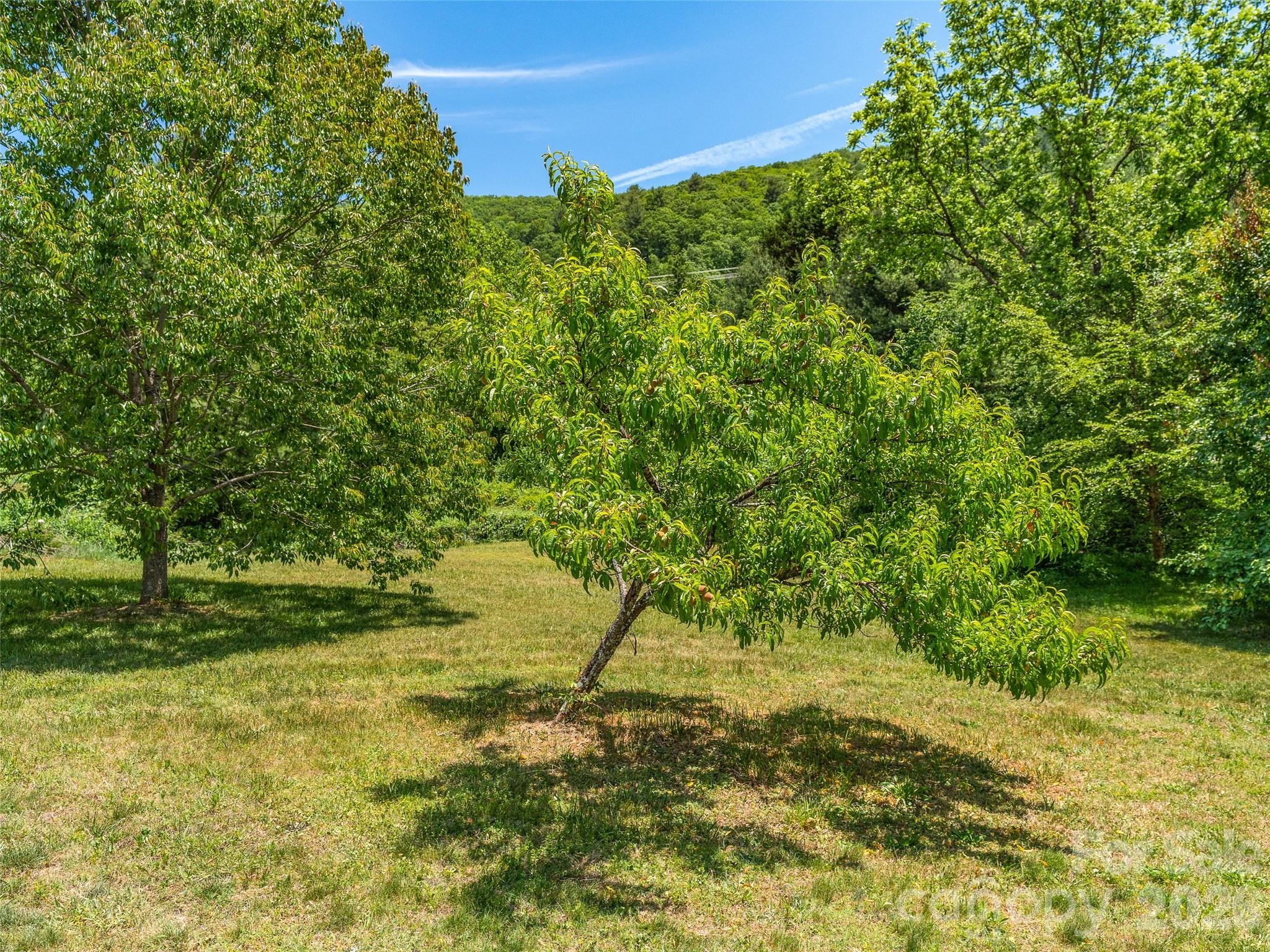 241 Pinners Cove Road Asheville, NC 28803 - Photo 28 of 33