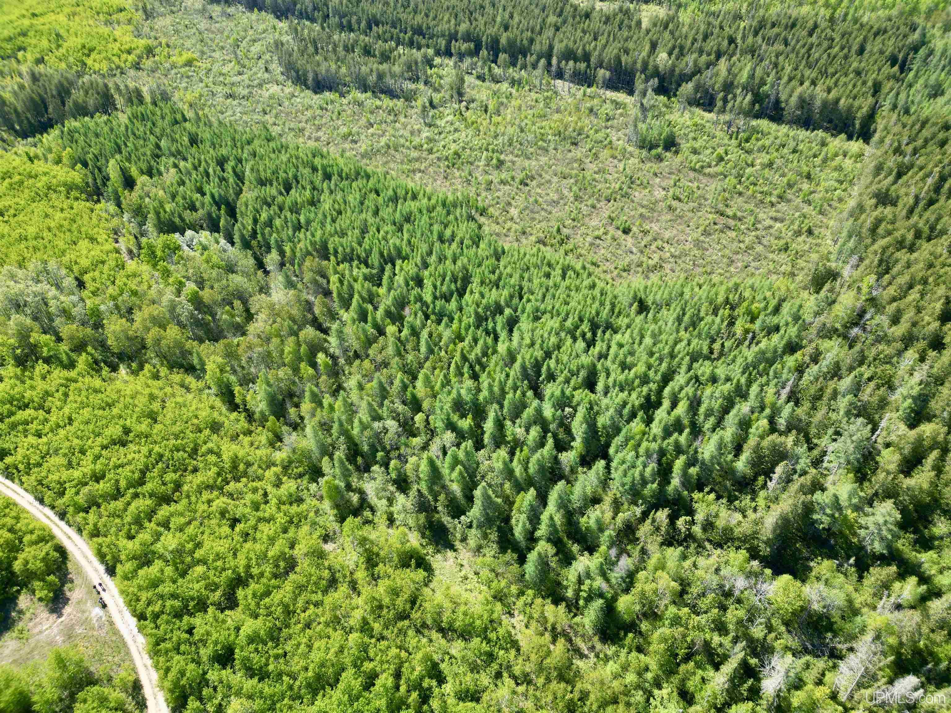 Tbd Off Cr 557 40 Road Arnold, MI 49819 - Photo 6 of 14