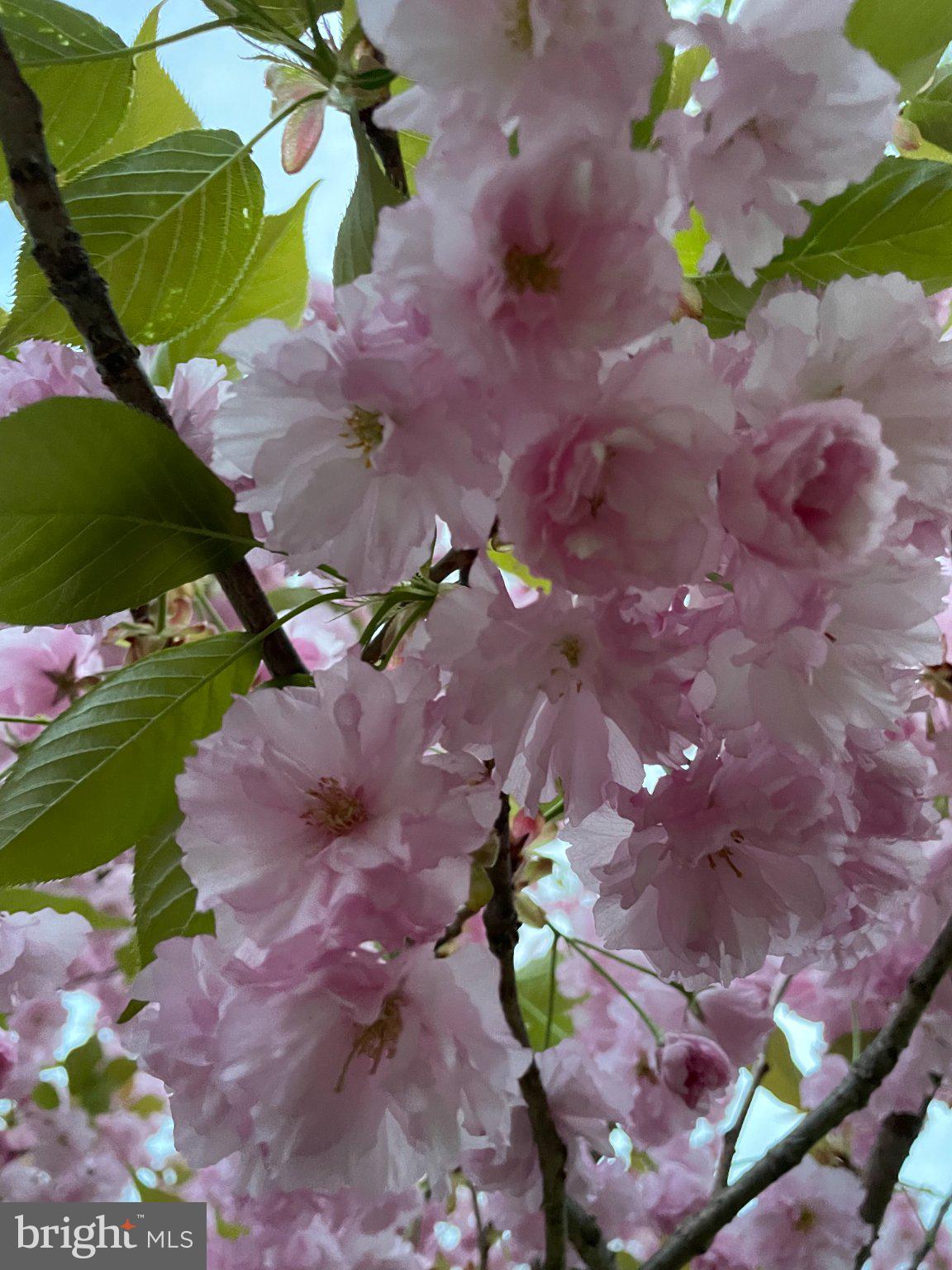510 Martins Road Reading, PA 19608 - Photo 51 of 52 Blossoms of spring in soft pink hues.