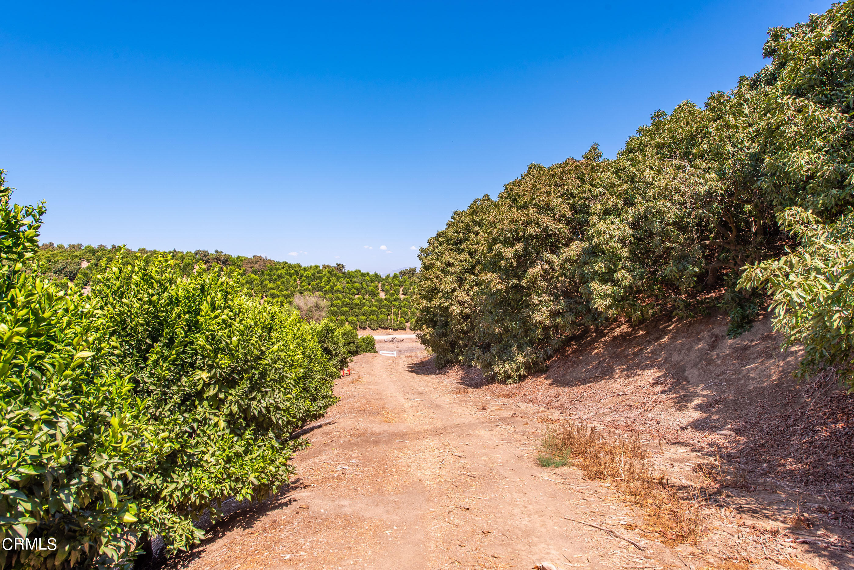 0 Chaucer Moorpark, CA 93021 - Photo 11 of 45 a view of a yard with a tree
