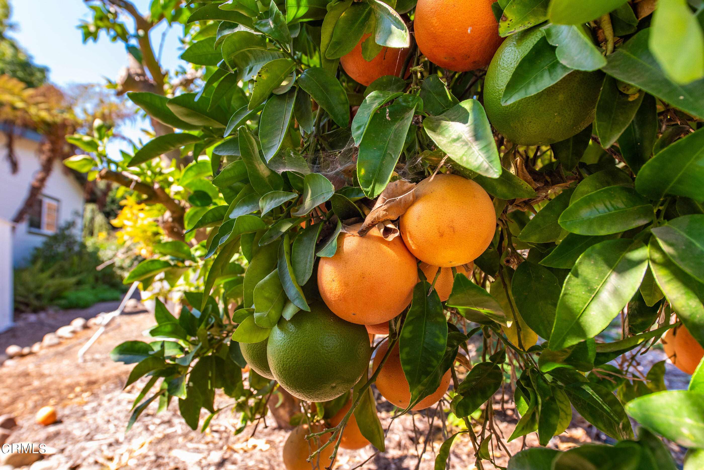 0 Chaucer Moorpark, CA 93021 - Photo 38 of 45 a view of a tree in a backyard