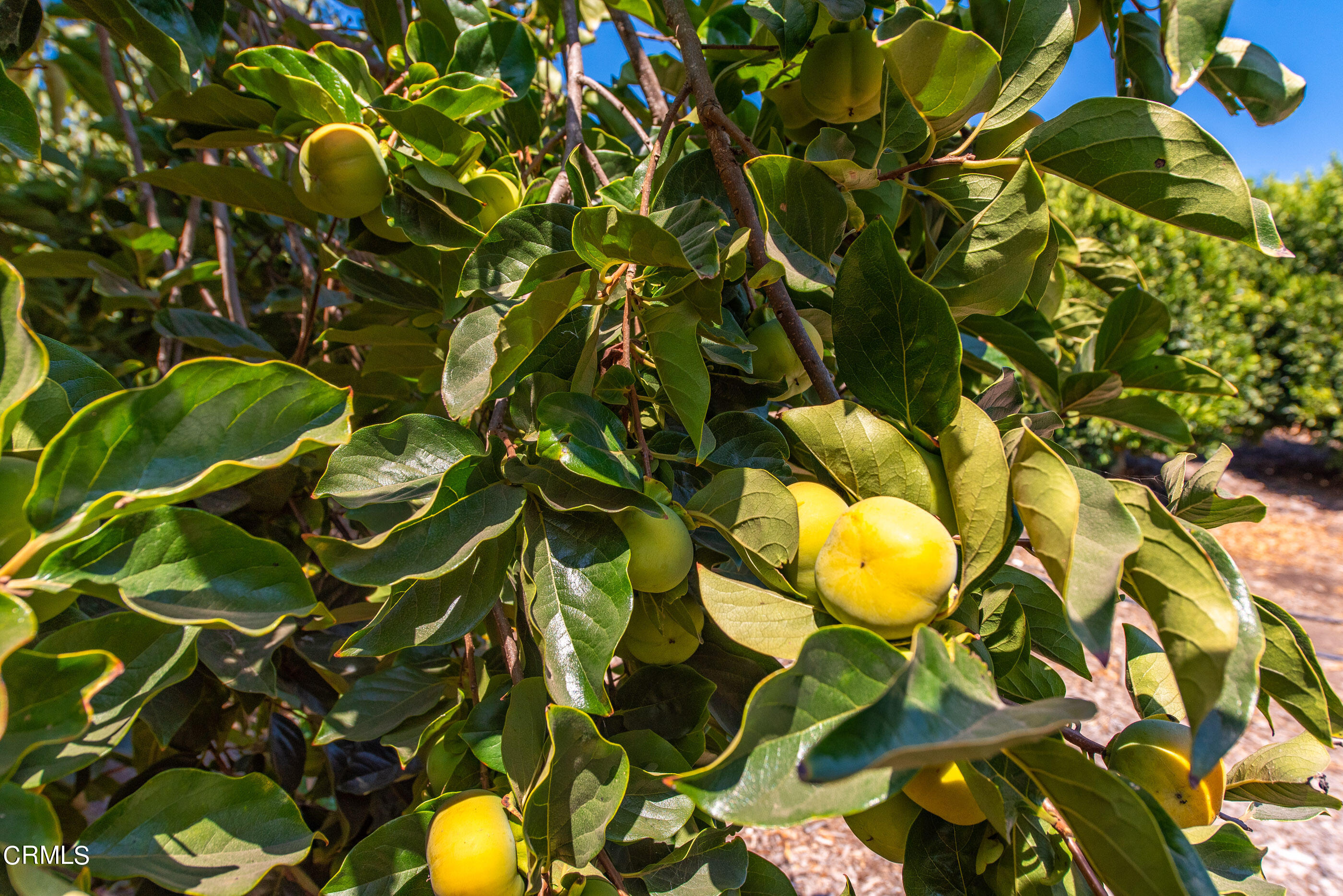 0 Chaucer Moorpark, CA 93021 - Photo 40 of 45 a view of a tree in a field