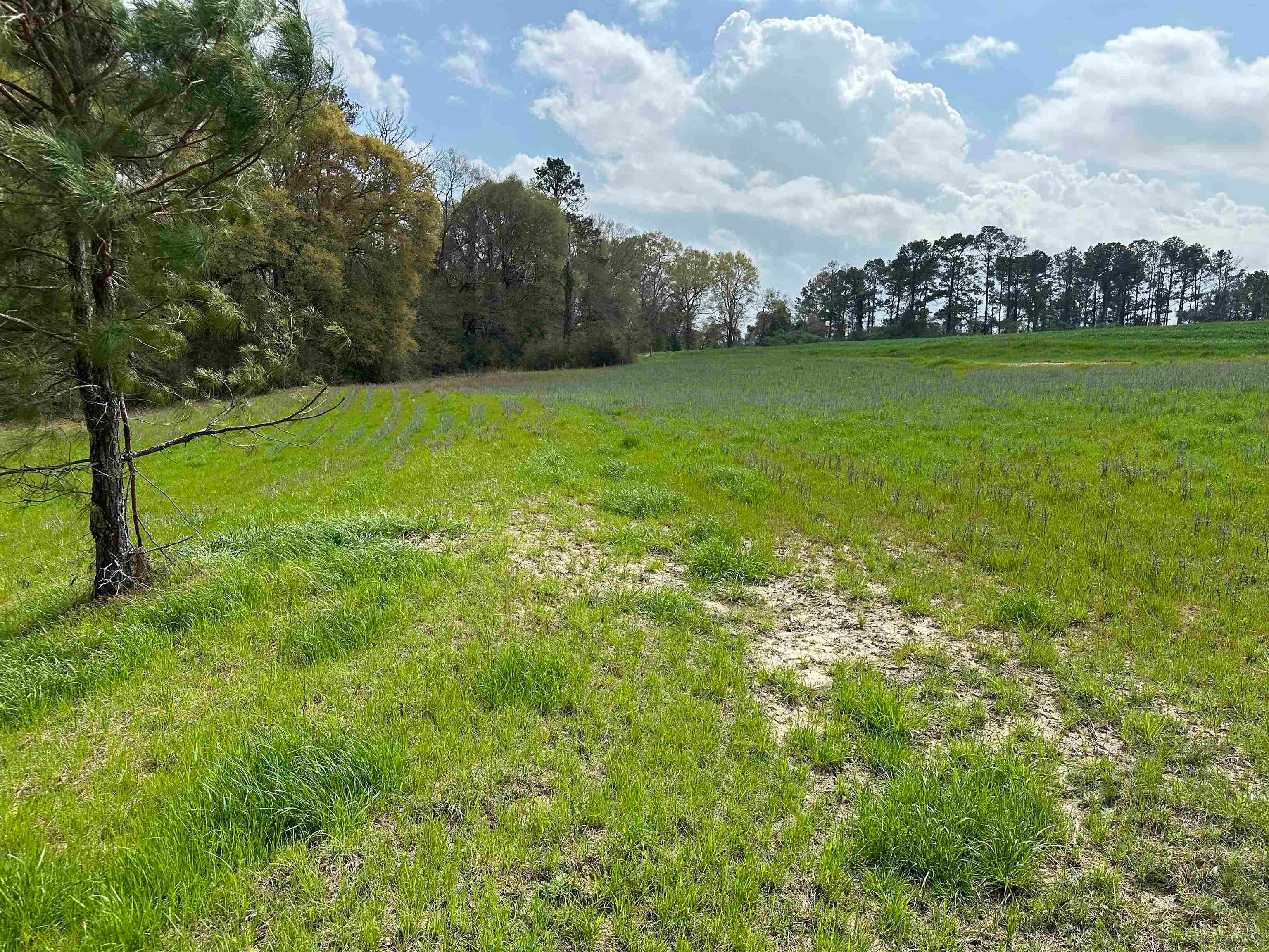 36625 Hesters Store Road Red Level, AL 36474 - Photo 29 of 47 Gallery Image 29