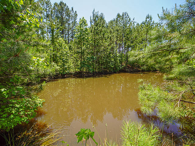 343 Hill Branch Road Ridgeville, SC 29472 - Photo 17 of 23 Hill Branch Pond 2