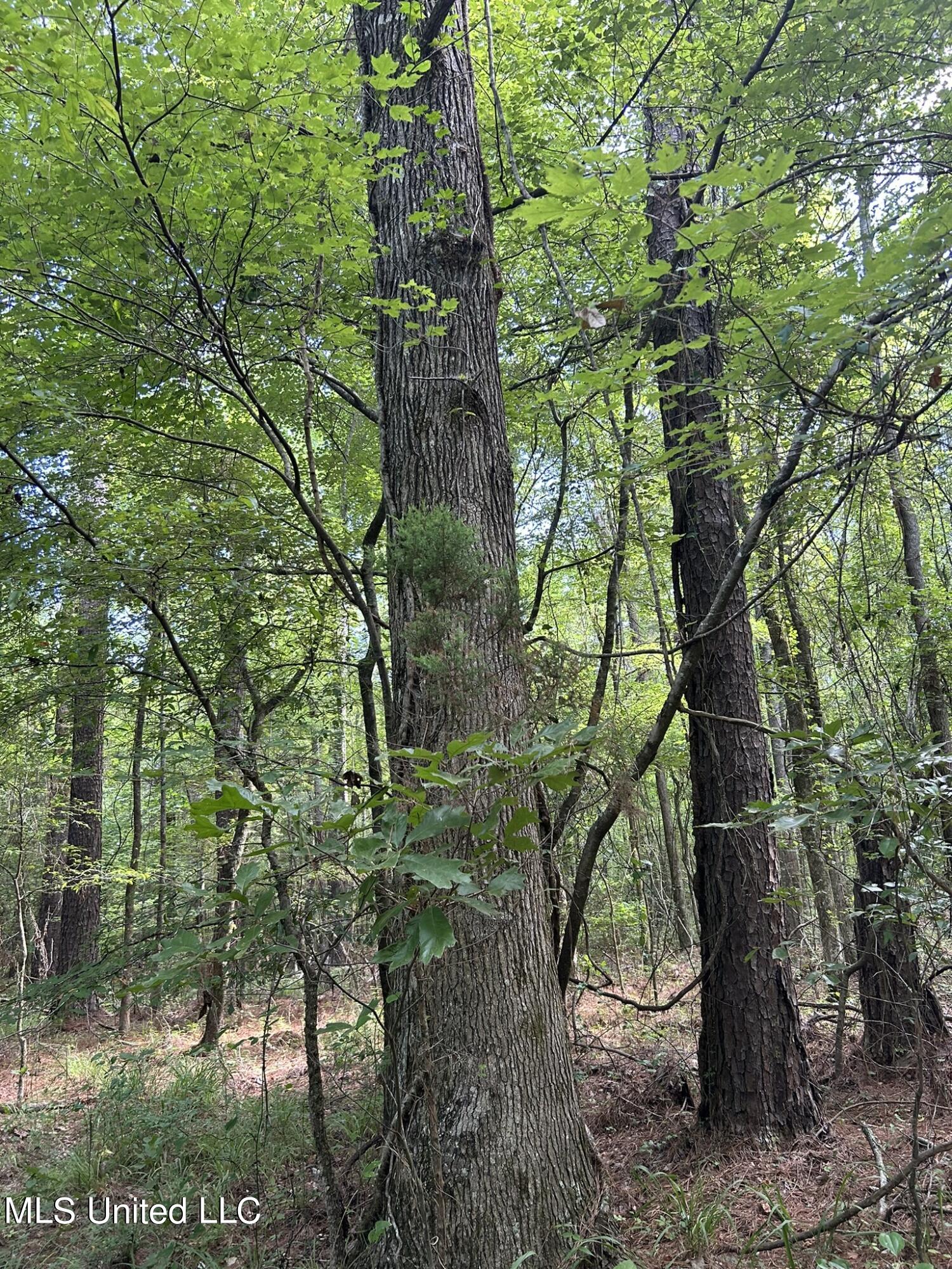 West Boulevard West, MS 39192 - Photo 2 of 6 IMG_5358