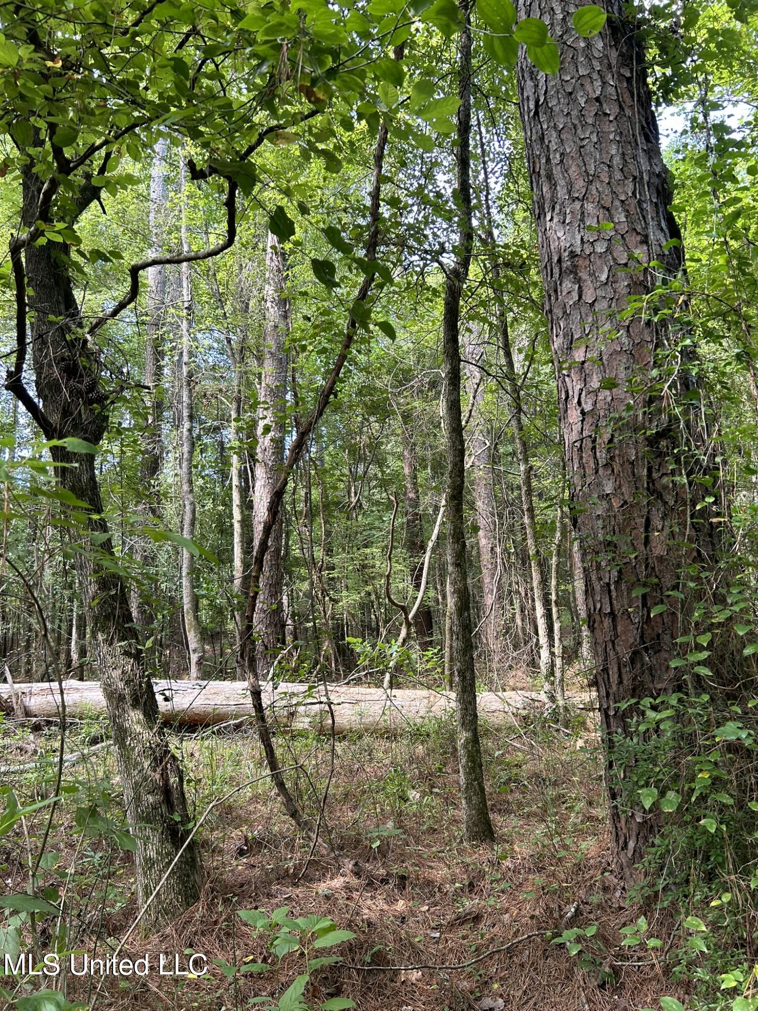 West Boulevard West, MS 39192 - Photo 3 of 6 IMG_5359