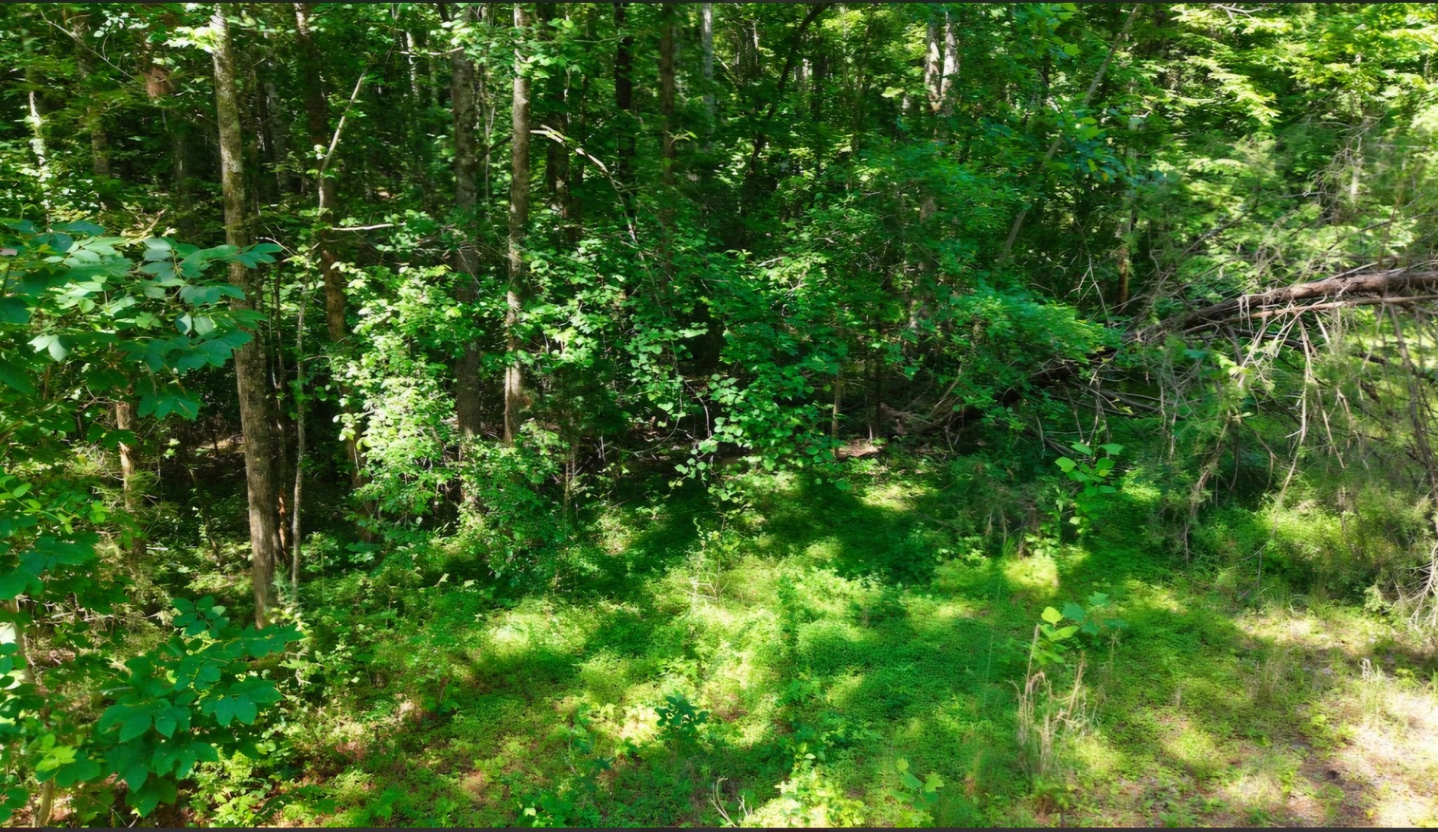 0 Beech Ridge Road Parsons, TN 38363 - Photo 10 of 14