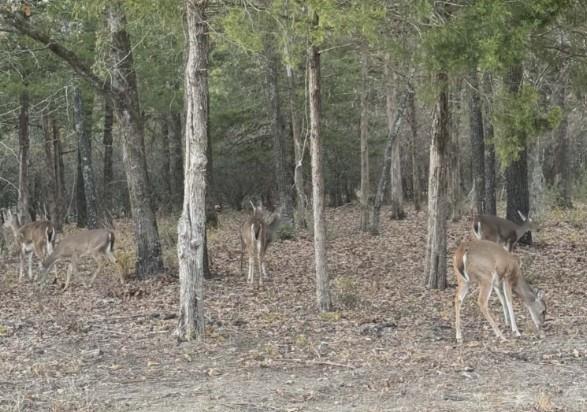 711 King Charles Road Scroggins, TX 75480 - Photo 33 of 39 a view of a forest