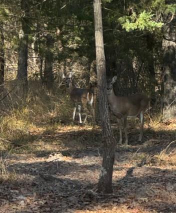 711 King Charles Road Scroggins, TX 75480 - Photo 35 of 39 a view of a yard with wooden fence