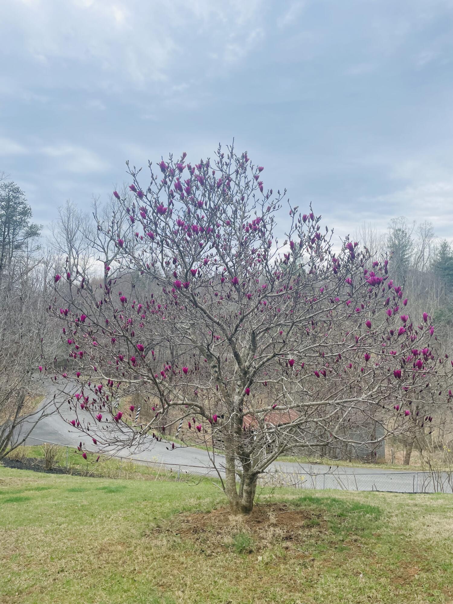 7592 Willow Branch Road Boones Mill, VA 24065 - Photo 26 of 47 Willow Branch Rd-Magnolia