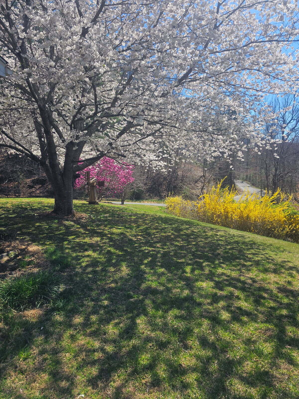 7592 Willow Branch Road Boones Mill, VA 24065 - Photo 43 of 47 Dogwood at Willow Branch