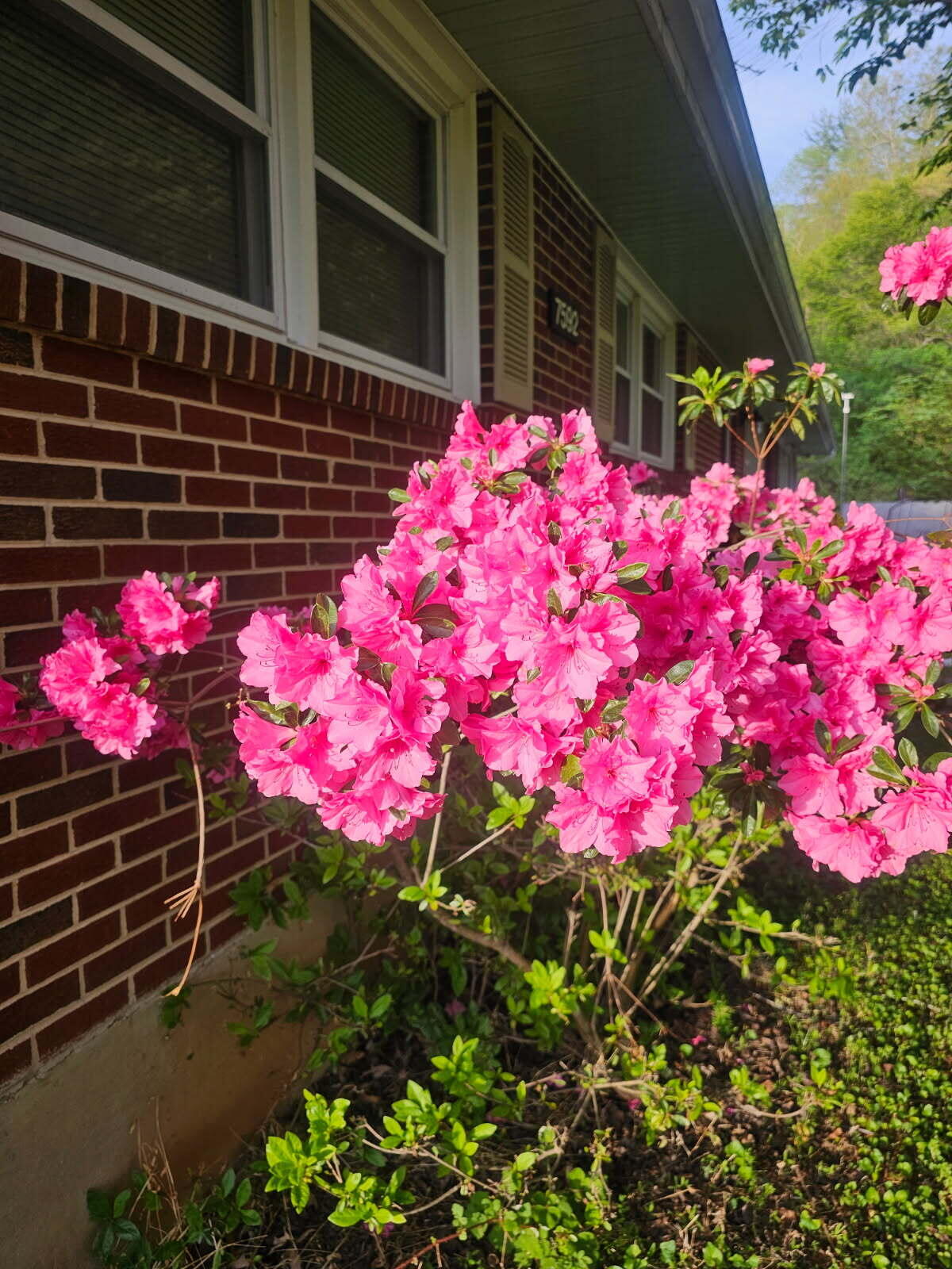 7592 Willow Branch Road Boones Mill, VA 24065 - Photo 44 of 47 azaleas at Willow Branch