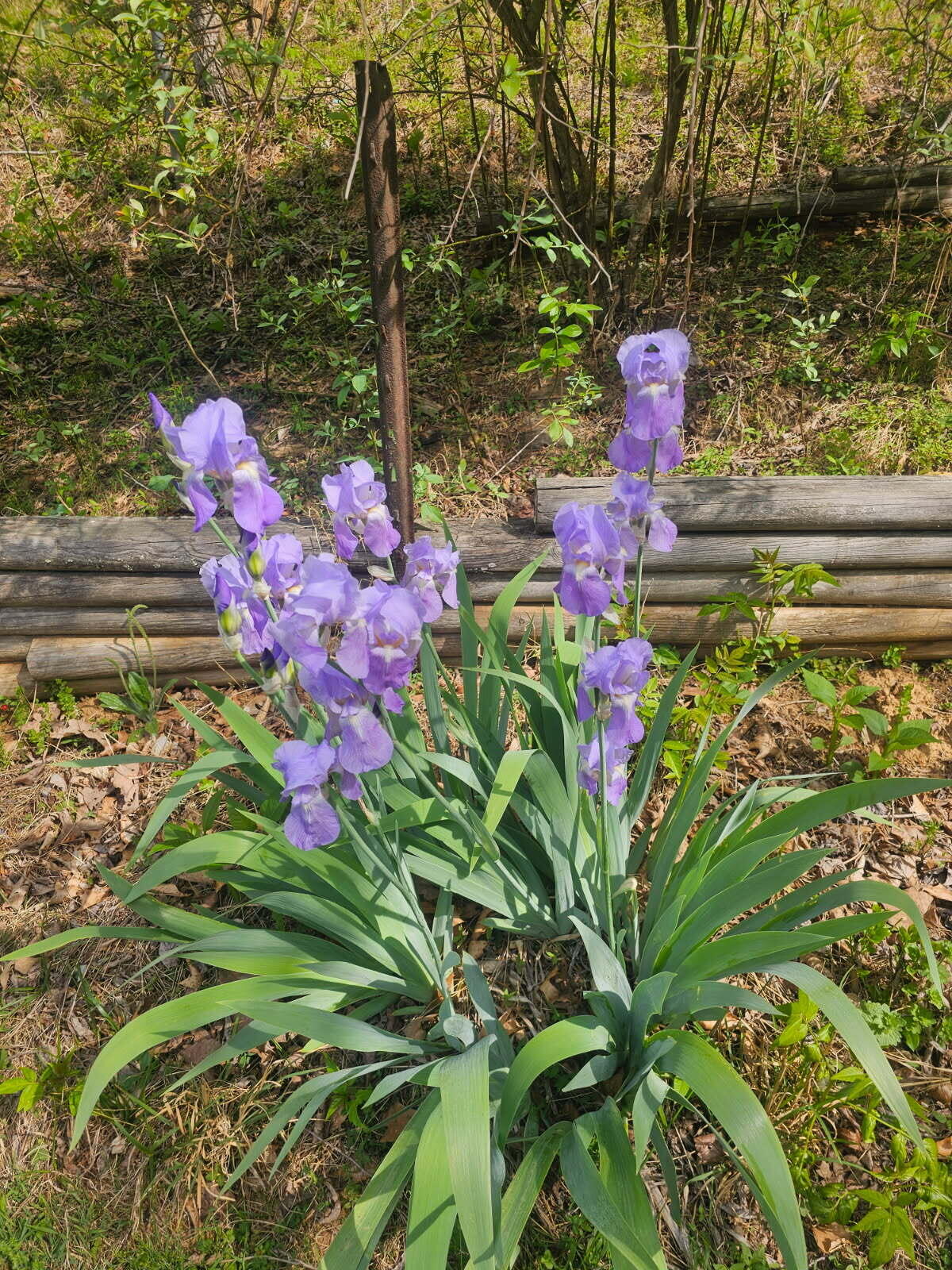 7592 Willow Branch Road Boones Mill, VA 24065 - Photo 45 of 47 Iris's at Willow Branch
