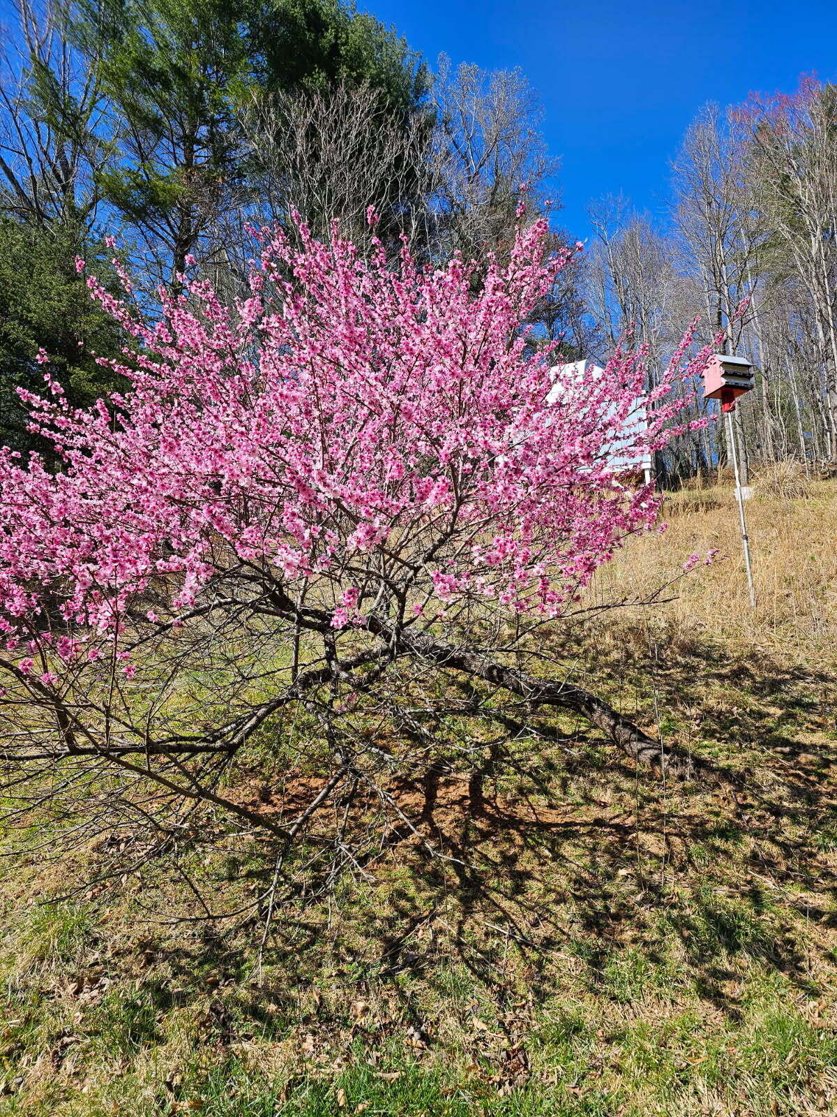 7592 Willow Branch Road Boones Mill, VA 24065 - Photo 46 of 47 Beauty at Willow Branch