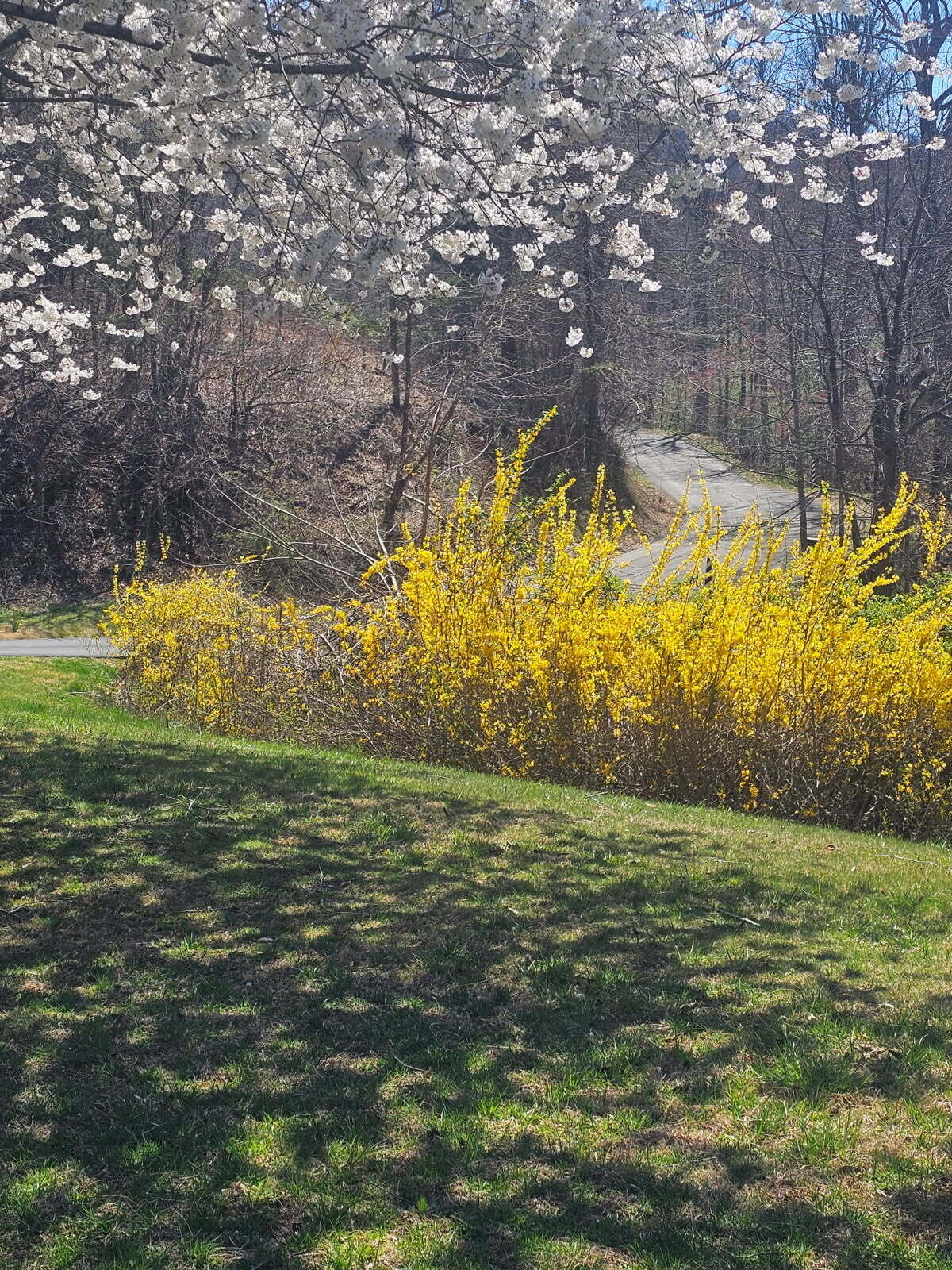 7592 Willow Branch Road Boones Mill, VA 24065 - Photo 47 of 47 Forsythia Willow Branch