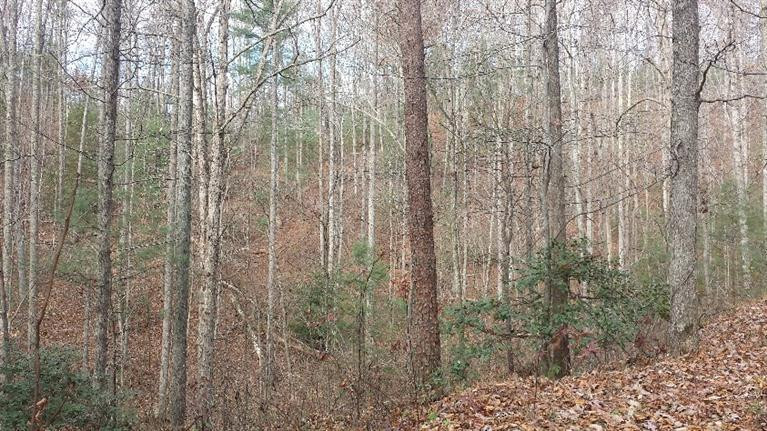107 Black Bear Ridge Road Campton, KY 41301 - Photo 6 of 8 Photo 6