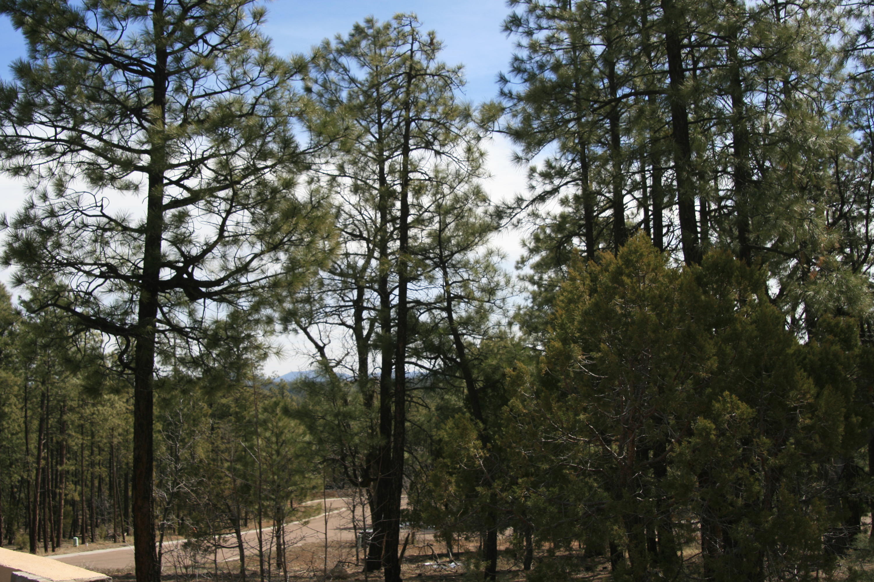 2329 Willow Way Pinetop, AZ 85935 - Photo 19 of 96