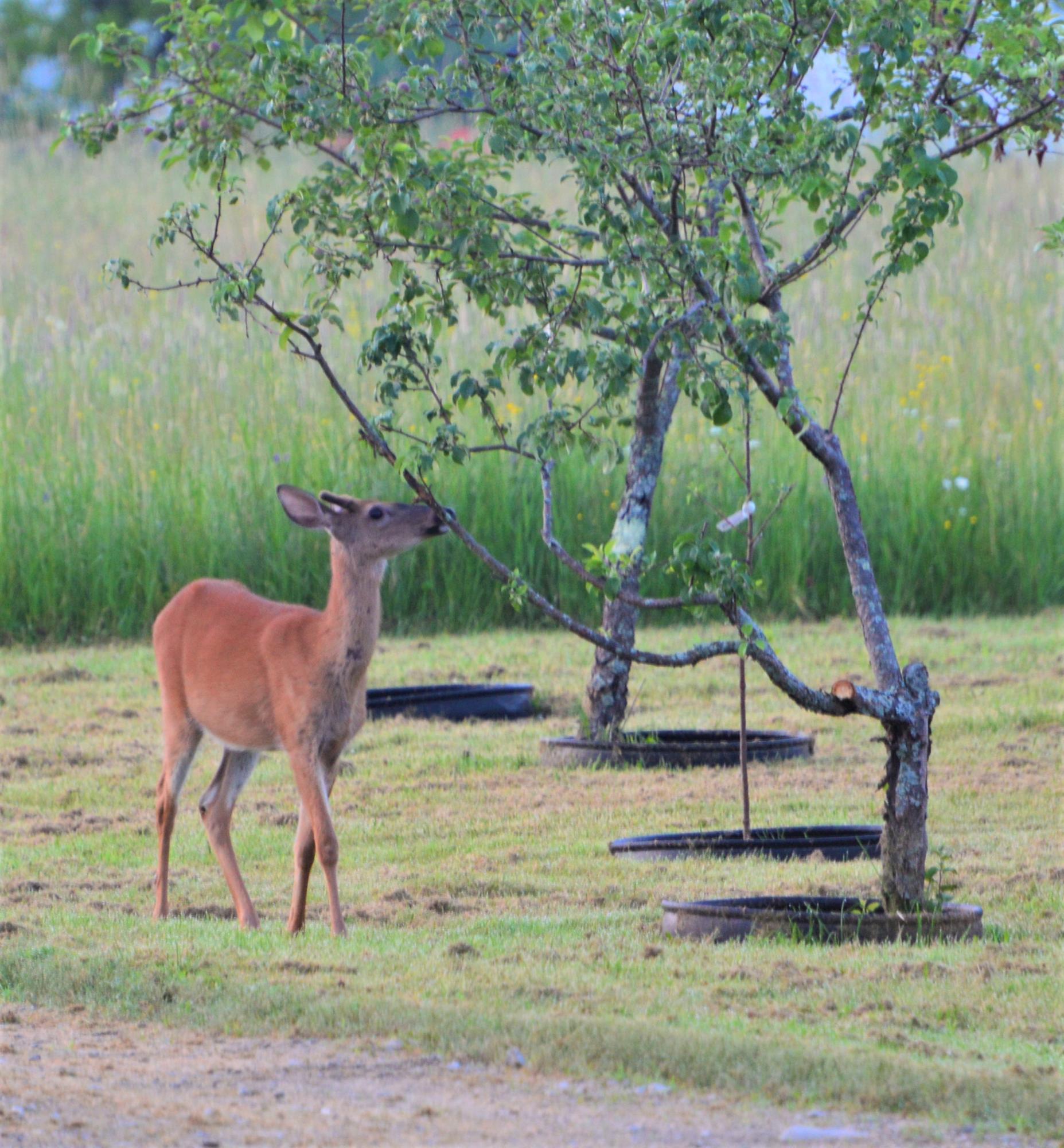 10 Oxbow Road Palmyra, ME 04965 - Photo 130 of 133 Deer