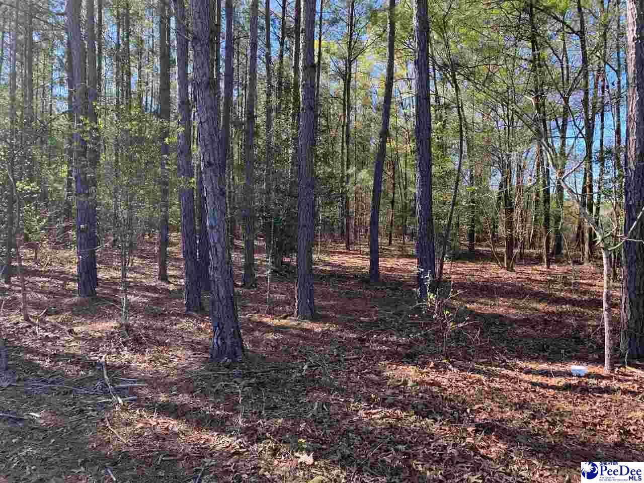 Tbd Bear Creek Road Chesterfield, SC 29709 - Photo 10 of 12 Gallery Image 10