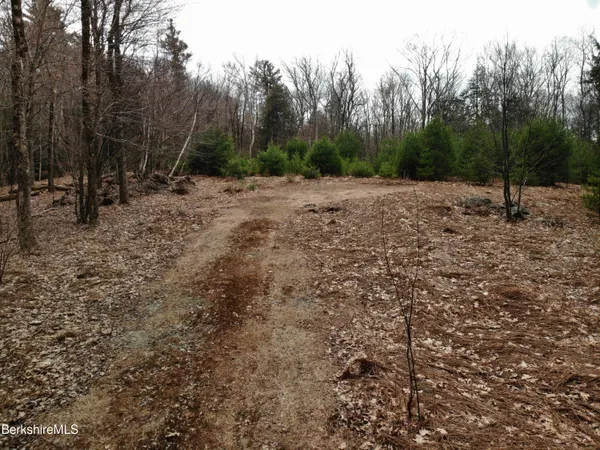 a view of a forest with trees in the background