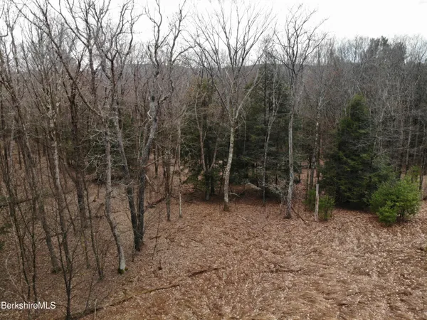 a view of a forest with trees in the background