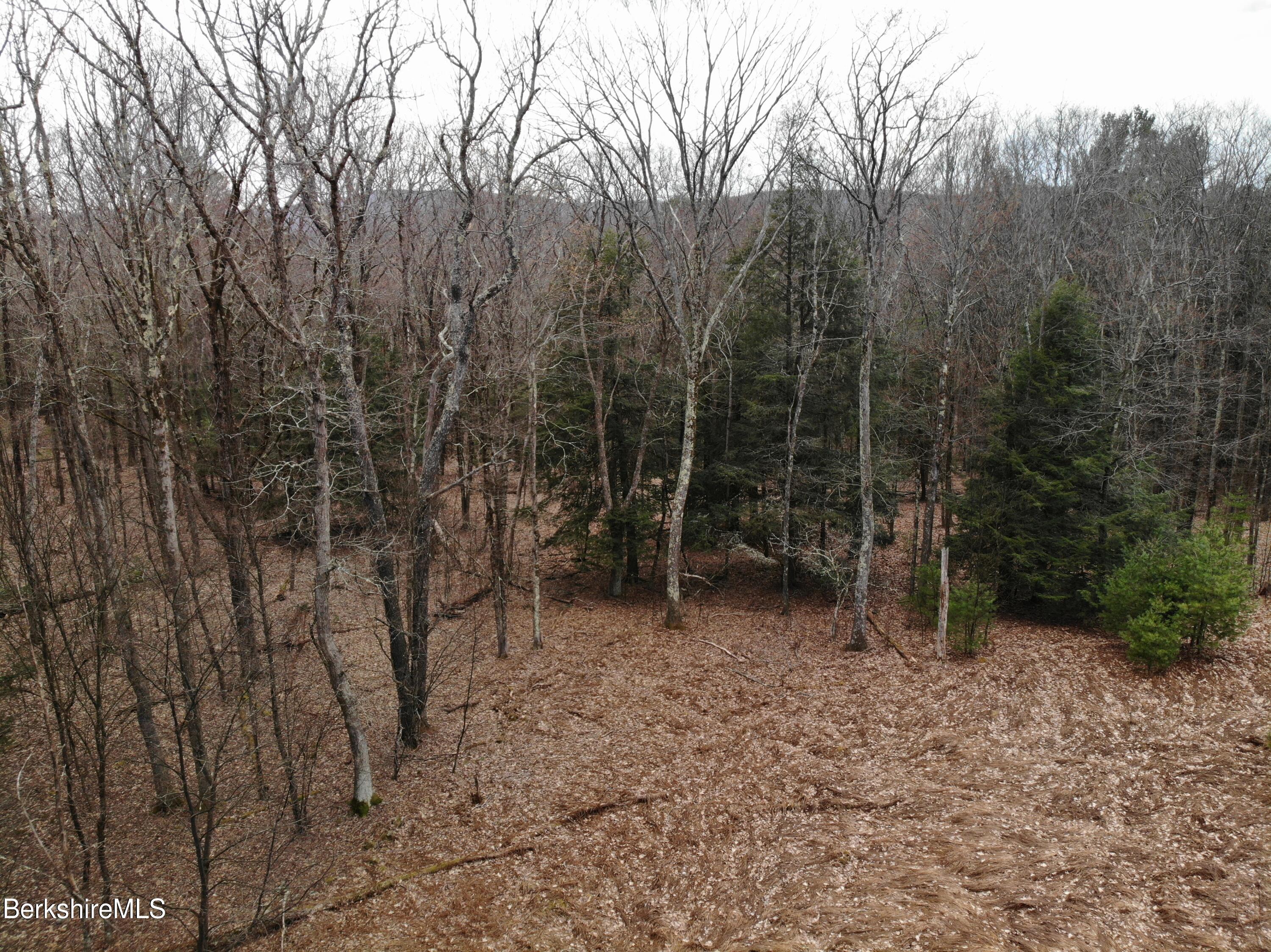 10 Mountain Road South Egremont, MA 01258 - Photo 3 of 10 a view of a forest with trees in the background