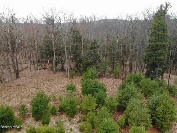 a view of a forest filled with trees