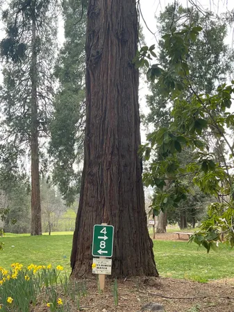 a view of a trees in front of a yard